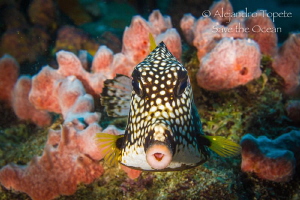Face to face with puffer fish, Klein  Bonaire by Alejandro Topete 